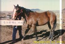 �����ǿ� (GANGJAUI YONG) ����