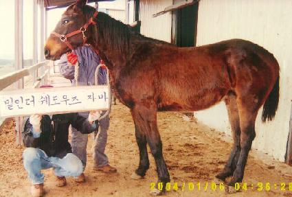 �����Ƽ ����