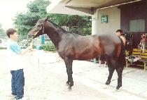 ������� (HUIMANG JILJU) ����