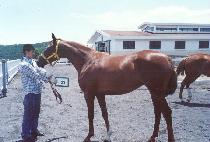 ���̴��� (SHINING QUEEN) ����