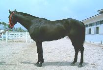 ���������� (BLACK WATERFALL) ����