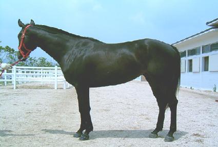 ���������� ����