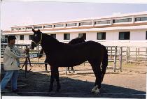 ��Ʈ�� (LAST ONE) ����