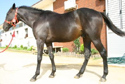 �ȹ̾� ����