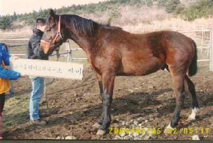 õȲ�� ����