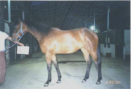 ������ ����