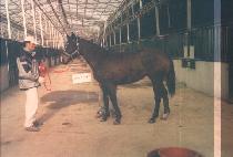 �������̵� (LEADING LADY) ����