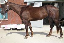 Ȳ�������� (HWANGJEUI JEGUK) ����