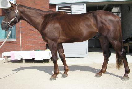 Ȳ�������� ����