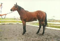 ��Ʈ����ġ (STRONG PUNCH) ����