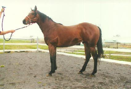 ��Ʈ����ġ ����