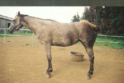 ö��� ����