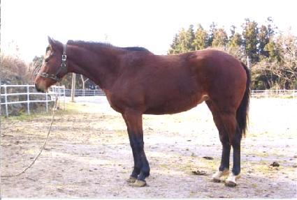 Ǫ���� ����