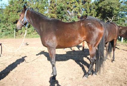 ������� ����