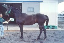 õ�ϸ��� (CHEONHA MYEONGSAN) ����