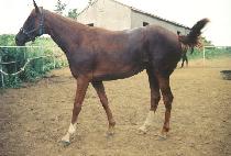 �������� (BULGEUN JEONSA) ����