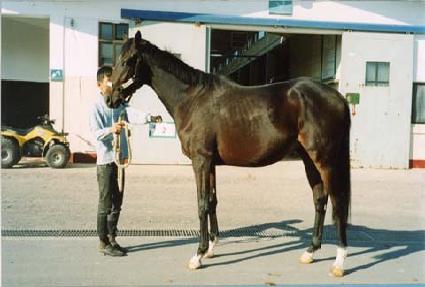 Ƽ���̷��� ����