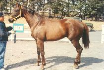 �ٽ��ѹ� (DASI HANBEON) ����