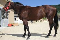 �Ƿ¹��� (SILLYEOK BALHWI) ����