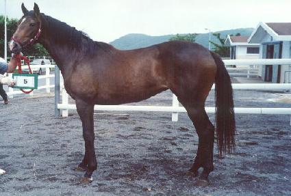 ��Űè�� ����