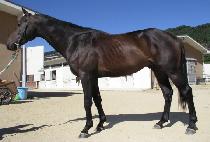 ����� (GIDAEJAK) ����