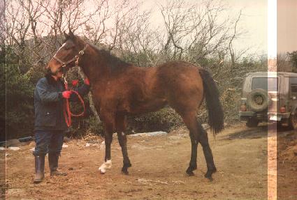 ����۷θ� ����