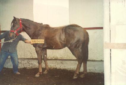 ��� ����