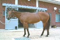 �̽ô��ְ� (ISIDAE CHOEGO) ����