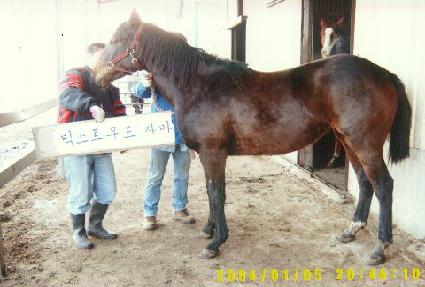 �ɺ��츮 ����