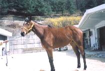 �꼺���� (SANSEONG BEONGAE) ����