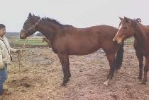 ����ȣ (POYANGHO) ����