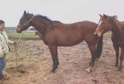 ����ȣ ����