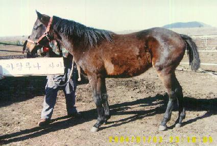 ���ڹٶ� ����