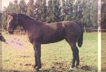 ���ϻ� (POAMSAN) ����