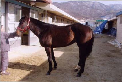 �����ƽ ����