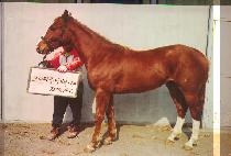 ����� (BORABIT) ����