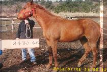 Ʈ���̿� (TRY ONE) ����