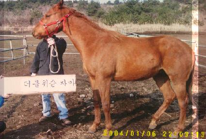 Ʈ���̿� ����