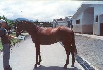 �׶���ŷ (GROUND KING) ����