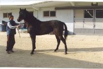 ������ (CHONGJABI) ����