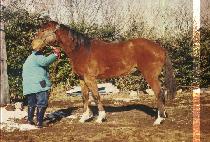 �������̳� (ENTERTAINER) ����