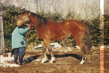 �������̳� ����