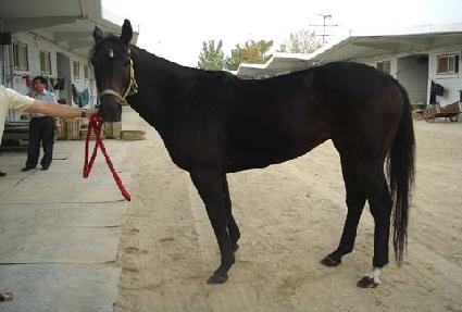 �¸���� ����