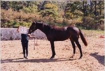 ������ (BONGBAWI) ����