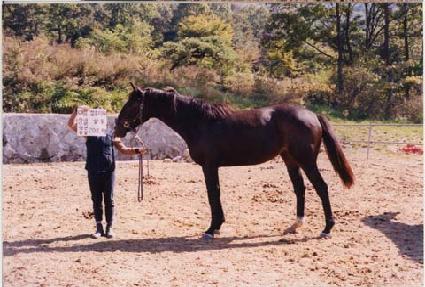 ������ ����