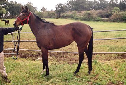 ��� ����