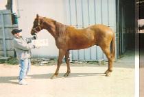 ����õ�� (DONGHAE CHEONJI) ����