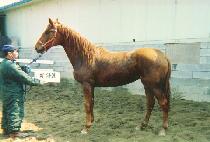 �������� (GIJONGYEOSU) ����