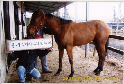 ���ڶ���Ʈ ����