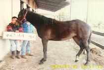 ��ǳ�� (POKPUNGTU) ����